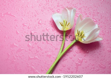 Two white tulips with water drops on a colorful background. Holiday card with spring flowers. Flat lay, copy space, close-up.