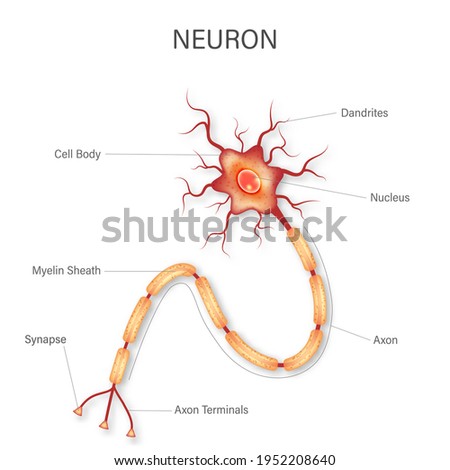 Neuron anatomy diagram isolated on white background. 3d illustration.
