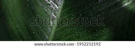 green Nature background. Tropical leaf in drops of water and rays of the sun close up. Banner, poster. Selective focus. Copy Space