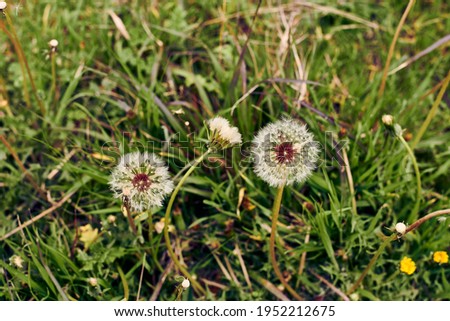 A dandelion flower surrounded by vegetation. Taraxacum officinale, out of focus background, macro photography.