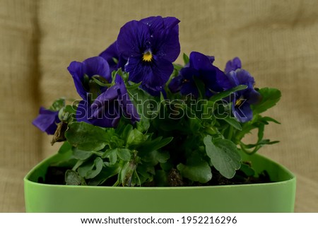 Nice fresh blue pansies and green leaves.