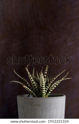 Potted Plants On Table Against Black Background
