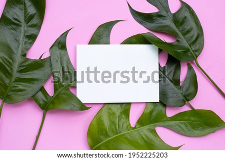 Blank paper page on monstera deliciosa liebm leaves on pink background.