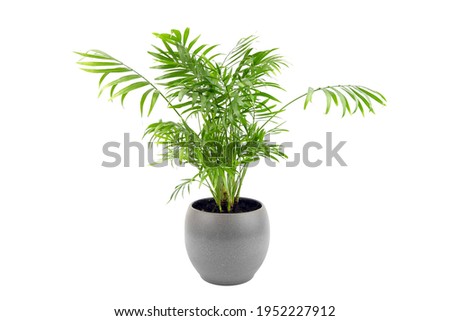 Chamaedorea Elegans in pot isolated on white background. Potted plant. Parlour Palm in gray flowerpot, houseplant green leaves Royalty-Free Stock Photo #1952227912