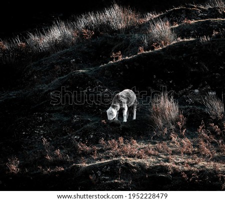 A lone sheep enjoying peaceful mountain life
