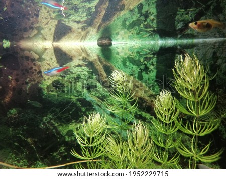 fishes in the reflection of the water's surface in the aquarium