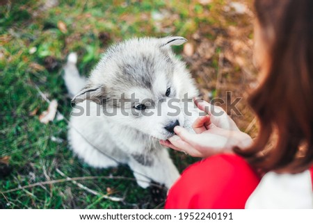 Fluffy gray malamute puppy snout in the hand of the girl of the hostess. It's a beautiful postcard. Animal Welfare Day. The relationship between humans and animals. Close-up. Veterinary. Top view.