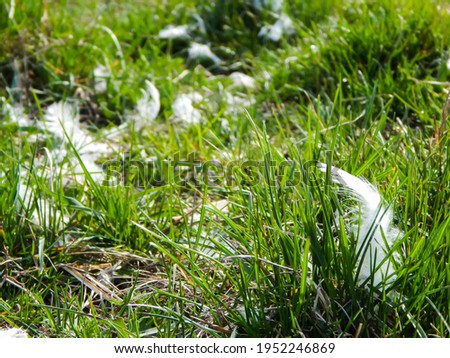 white feathers lie in the green grass
