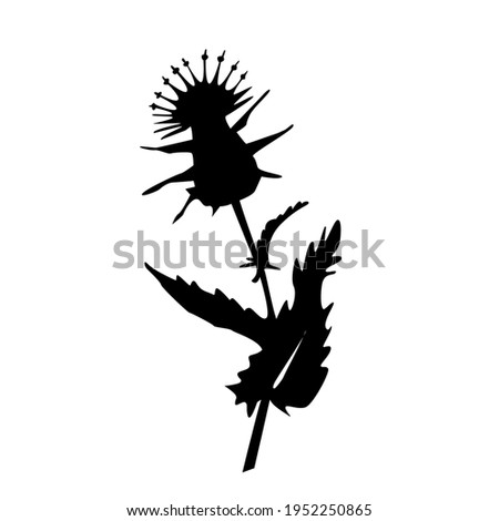 Milk Thistle flower icon in silhouette isolated on white background. Superfood thistle medical herb. Vector flat illustration.  Design for card, pattern, textile, flyer