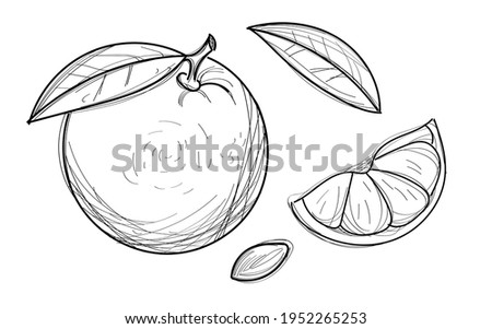 Illustration with the image of an orange, a seed, a slice and a leaf in a sketch style. Vector illustration.