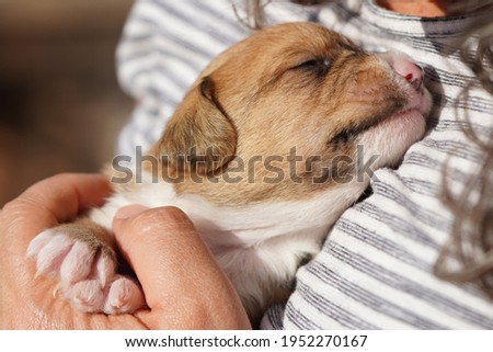 Tiny Terrier rescue puppy has tan and white fur and sits with a friend outside in the sun, having just opened his eyes this week at 14 days old and reaches his head up                                Royalty-Free Stock Photo #1952270167