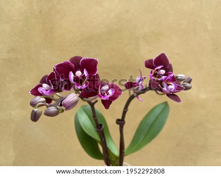 cute mini orchid blooming picture