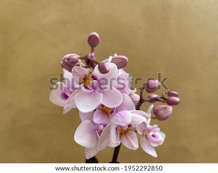 cute mini orchid blooming picture