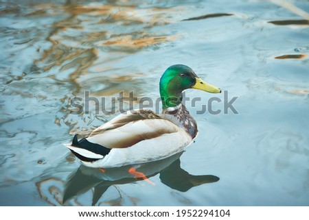 Male duck swimming on a pond.