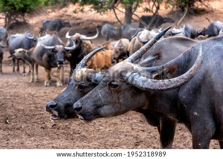 Close up of Water buffalo (Thai buffalo) at countryside in Southern of Thailand. A picture of a buffalo in the stall
