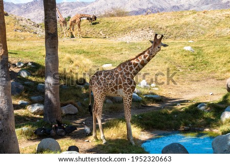 A giraffe is standing my a pond of blue water ready to drink. There are palm trees and another giraffe in the background