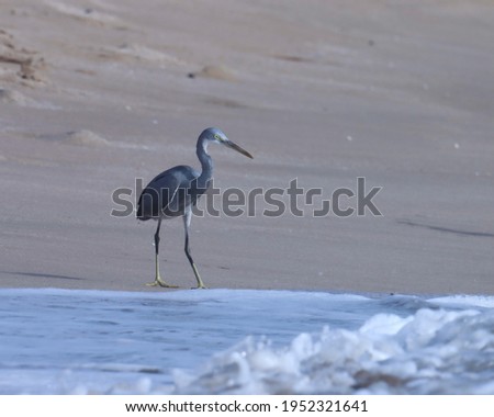 India, 22 March, 2021 : Egret. Egret on the beach. Water bird. Seabird. Shoreline. Ocean water. 