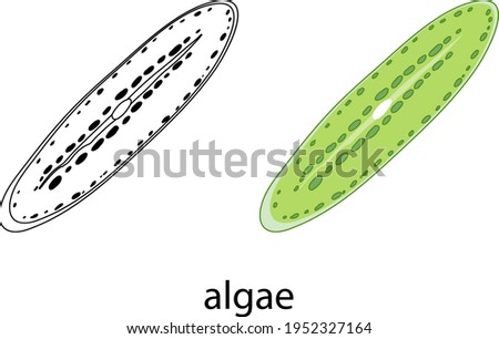 Algae in colour and doodle on white background illustration