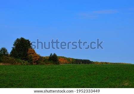 Green shoots of winter wheat against the backdrop of autumn forest under blue sky. High quality photo