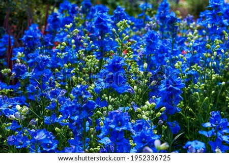 A beautiful blooming blue delphinium flower, Consolida ajacis (L.) Schur. Royalty-Free Stock Photo #1952336725