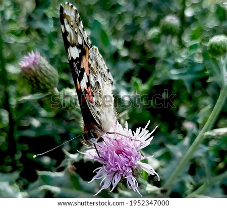 Butterfly sitting on flower photo.