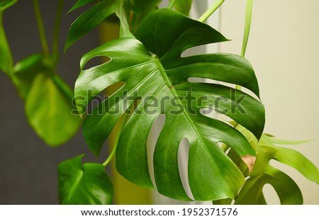light green leaf of a plant on a white background