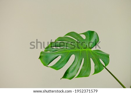 very large green leaf of a plant on a white background