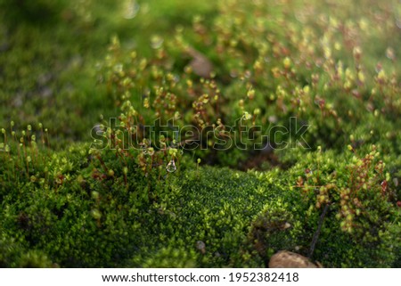 Moss grows in the damp, beautiful flowers.