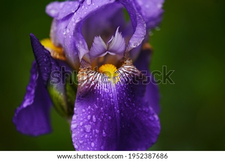 raindrops on purple iris flower. flower close-up in macro photography. natural background, copy space. art noise
