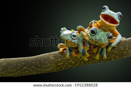 Frog, tree frog, bestfriend amphibian black background Royalty-Free Stock Photo #1952388028