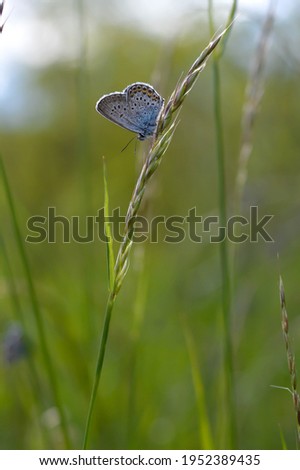 Common Blue small butterfly close up in nature, on a plant closed wings macro nature.