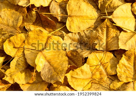 A large number of Bodhi leaves are falling to the ground, making the area invisible under Bodhi leaf.
