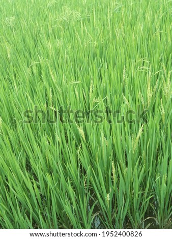 this is Paddy Field picture