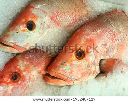 CLOSE UP PICTURE RED SNAPPER FISH Lutjanus campechanus IN THE FISH MARKET