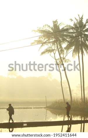 The silhouette of the morning in the rice fields is a coconut tree