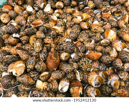 CLOSE UP PICTURE PILE OF BABYLONIA SPIRATA TIGER SNAILS  