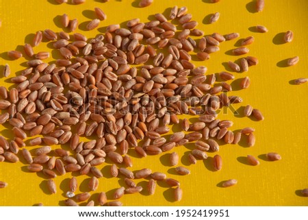 organic wheat grains in front of bright yellow colored paper as nature theme background