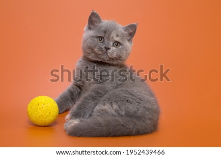 British Shorthair female, one and a half months old, blue-cream color with a round cheeky muzzle on an orange background in a sitting position