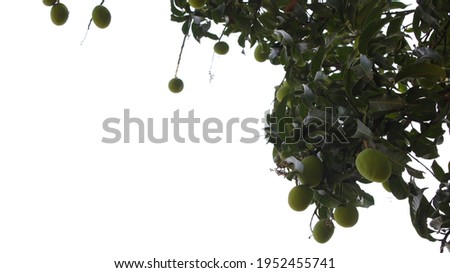 A Mango Tree Foliage With Green Mangoes