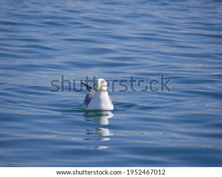 A large white gull swims on the sea in the bay on a sunny spring day. Seabirds searching for food near the shoreline. Royalty-Free Stock Photo #1952467012