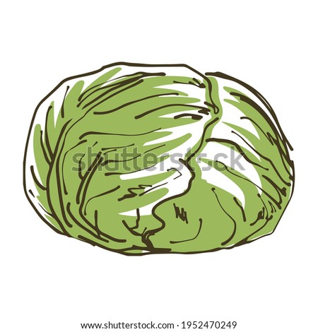 Vector illustration of green cabbage. Fresh vegetables.
