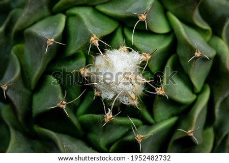 Cactus Obregonia denegrii Nature Closeup Macro Photography