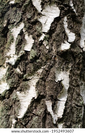 Birch tree bark style abstract background.
