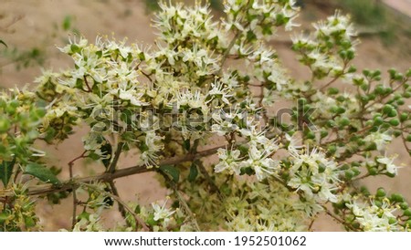 henna plant flowers in bunch white  and whiteish green  attractive with small green fruits it is used  for design
 on body in Induna Africa etc