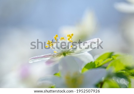Anemone nemerosa, macro photography of a beautiful flower in spring. Soft focus, shallow depth of field. View of magic blooming of wood anemone. Background with copy space and place for text. Royalty-Free Stock Photo #1952507926