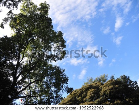 The lush sky seen from the silhouette of the forest in the shrine precincts in late autumn