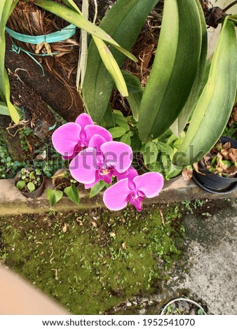 beautiful orchid flower in the garden