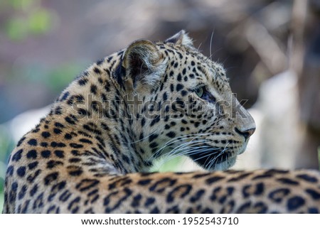 Portrait of a leopard (Elegance)