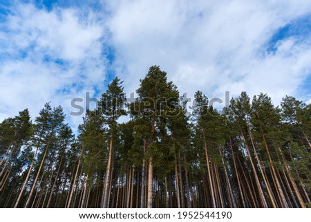 pine tree leaves view from below against the blue sky, winter nature. Landscape, space for copying text
