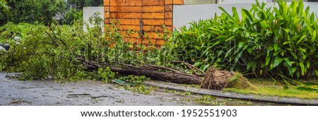 Trees damaged and uprooted after a violent storm. Trees have fallen in a residential village BANNER, LONG FORMAT Royalty-Free Stock Photo #1952551903